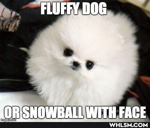 FLUFFY DOG
WITH EAME