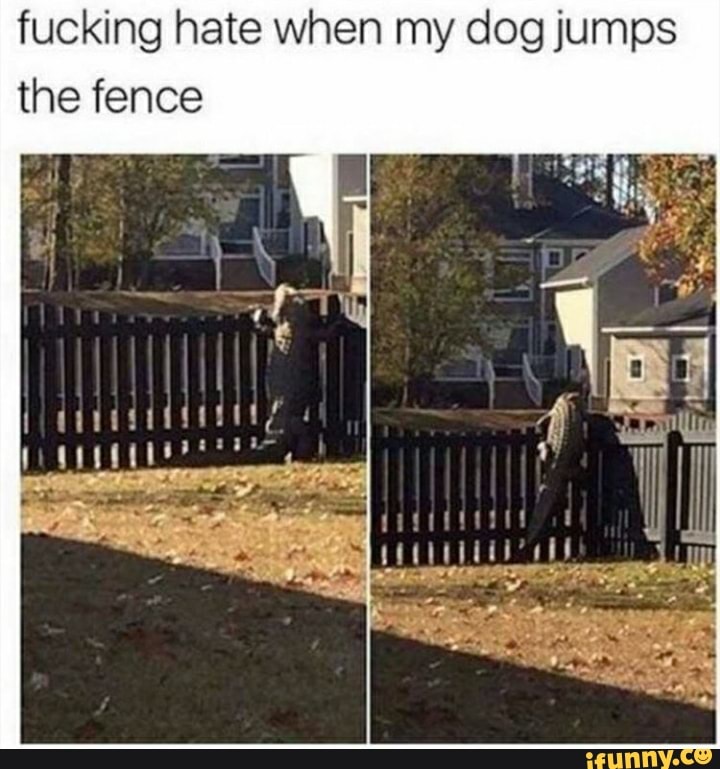 fucking hate when my dog jumps the fence