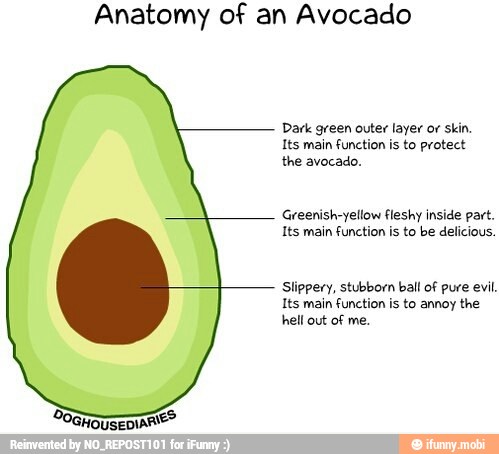 Anatomy of an Avocado Dark green outer layer or skin. Its main function ...
