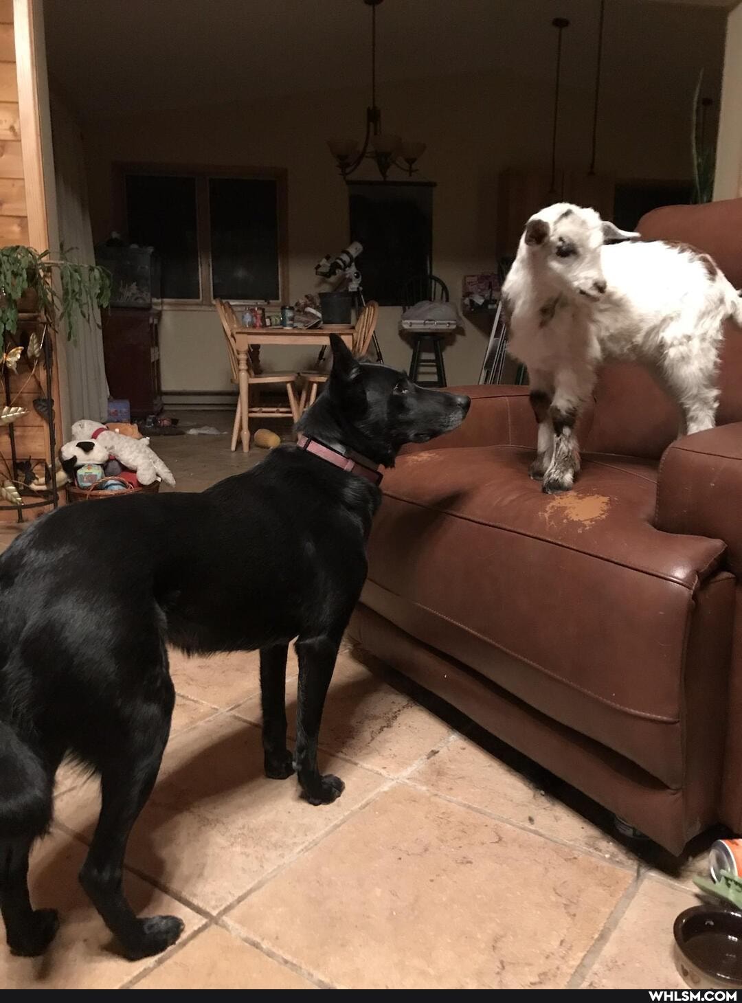 cat, kitten, baby_animals, rescue_dog, baby_goats