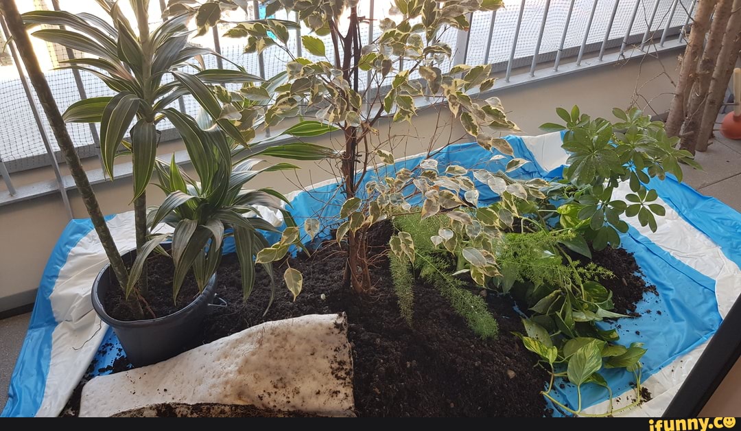 diy, animals, chameleon, terrarium