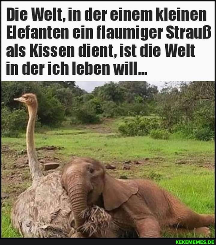 Die Welt, in der einem kleinen
Elefanten ein flaumiger Strauß als Kissen dient, ist die Welt in der ich leben will...