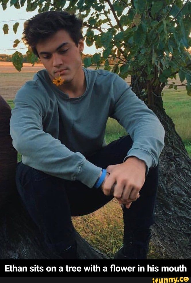 Ethan sits on a tree with a flower in his mouth - Ethan sits on a tree with a flower in his mouth