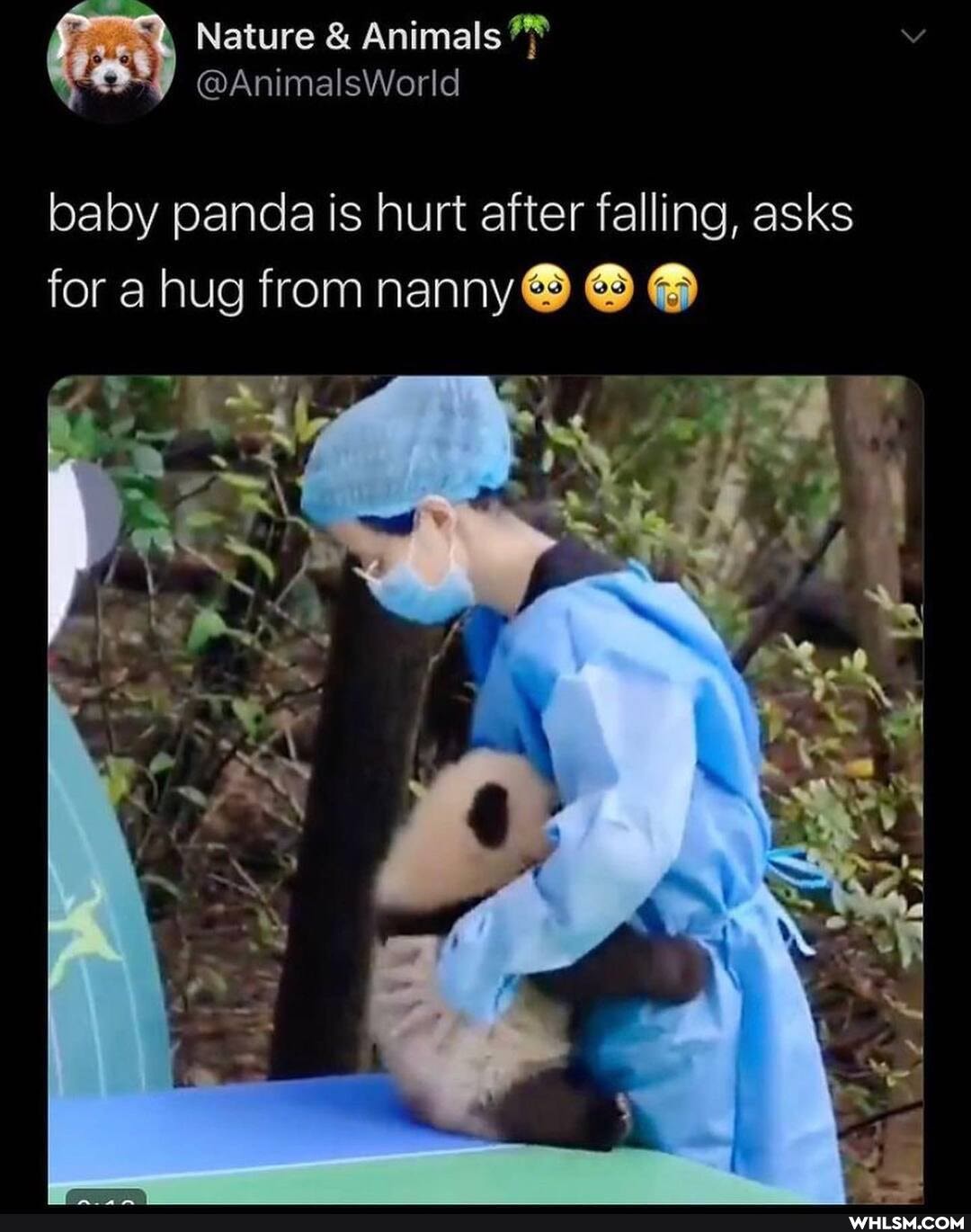 Nature & Animals
@AnimalsWorld baby panda is hurt after falling, asks for a hug from nanny@ @ @