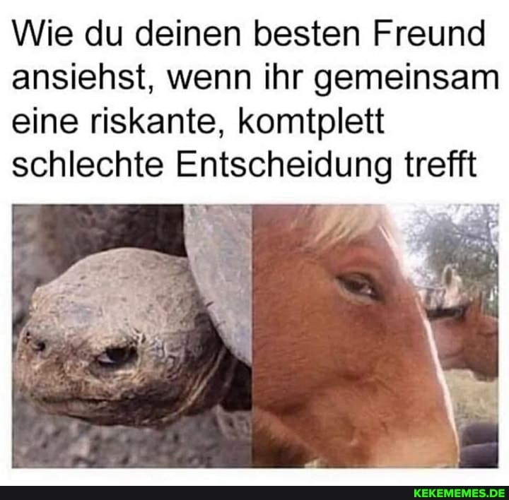 Wie du deinen besten Freund ansiehst, wenn ihr gemeinsam eine riskante, komtplett schlechte Entscheidung trefft