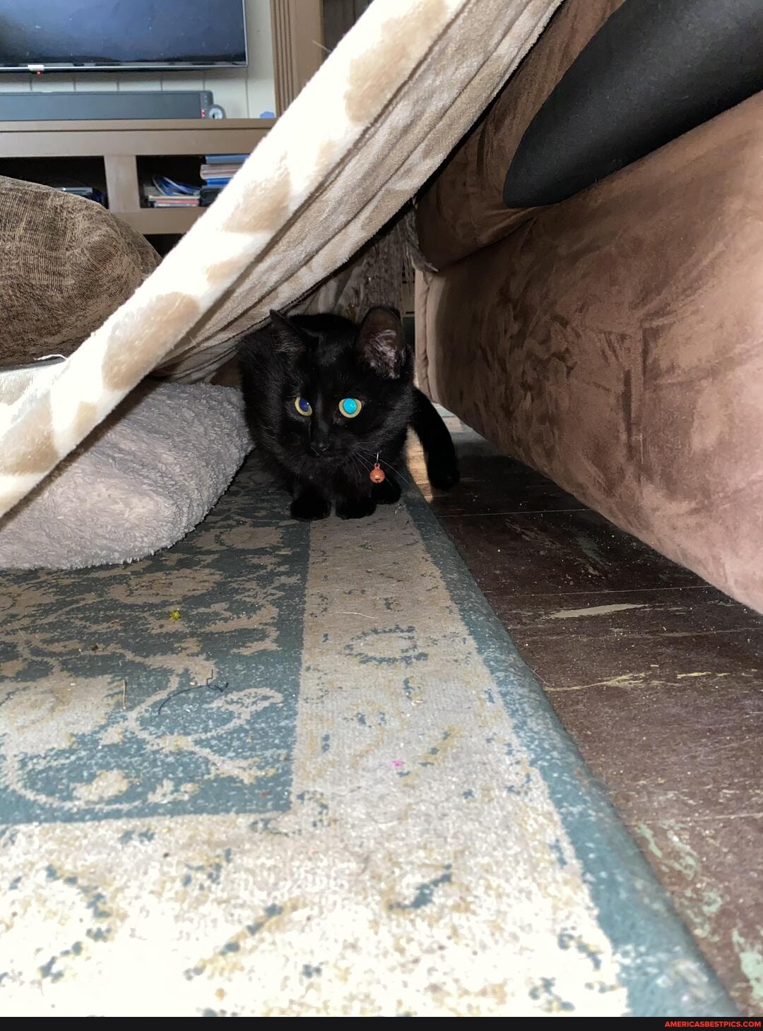 youngest, kitty, judy, little, blanket, fort, quite, fan