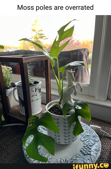 philodendron xanadu vermehren Philodendron Xanadu grn 60cm 19cm Zimmerpflanze pflegeleicht kompakte