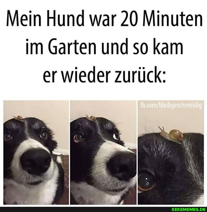Mein Hund war 20 Minuten im Garten und so kam er wieder zurück: