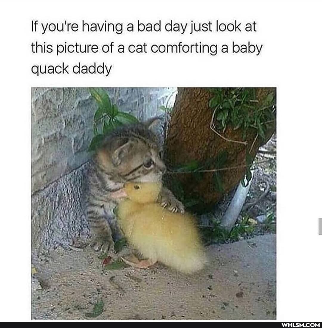 If you're having a bad day just look at this picture of a cat comforting a baby quack daddy