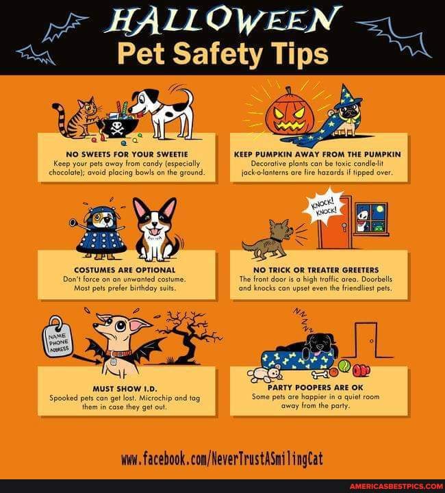 HALLOWEEN - Pet Safety Tips NO SWEETS FOR YOUR SWEETIE PKIN AWAY FROM ...