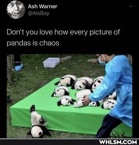 Ash Warner
Don't you love how every picture of pandas is chaos