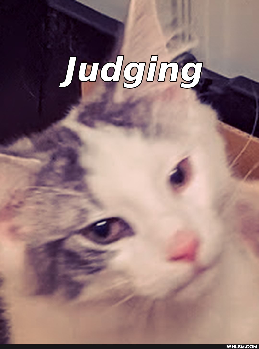 cats, pet_tax, pets, cat