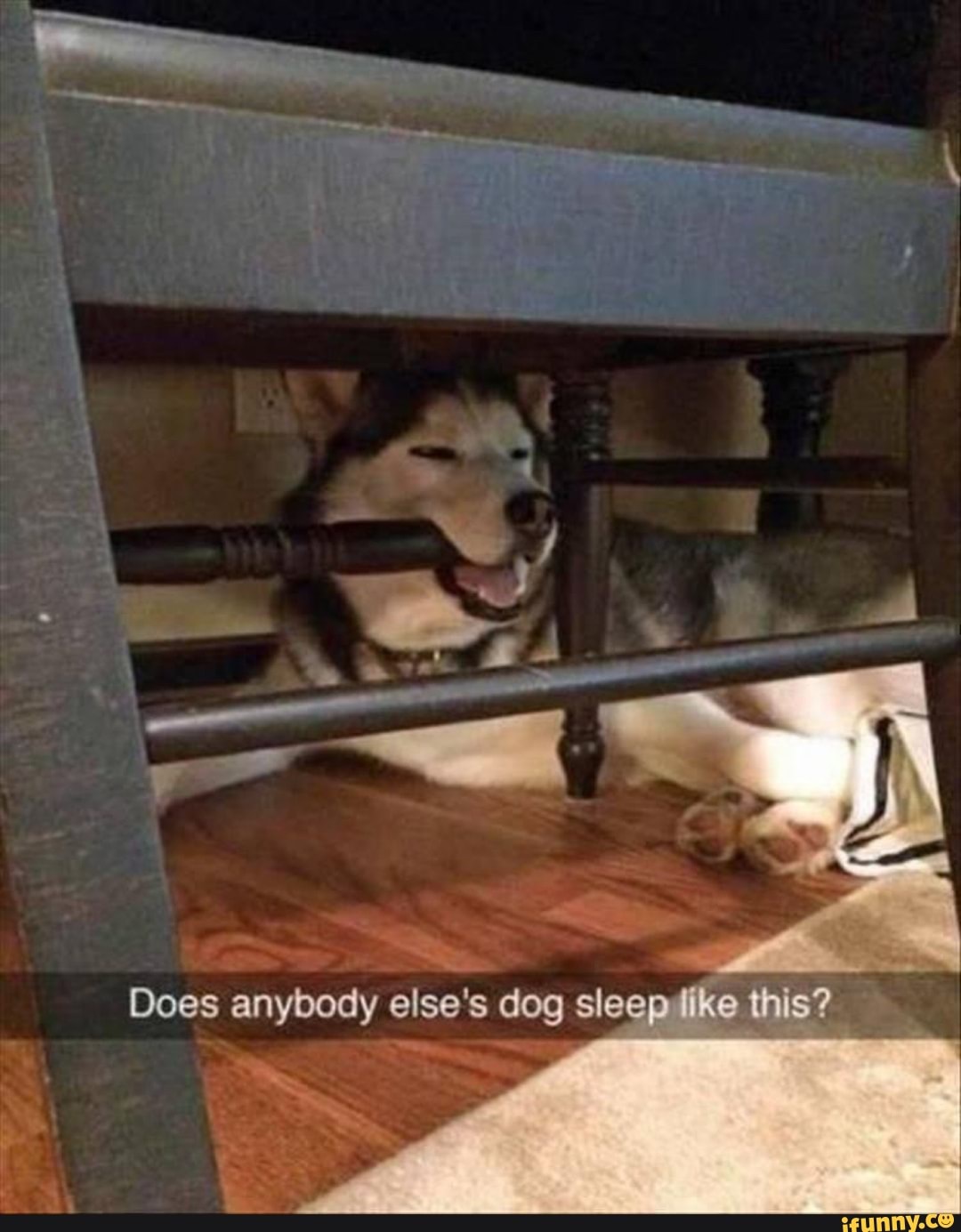 Does anybody else's dog sleep this?