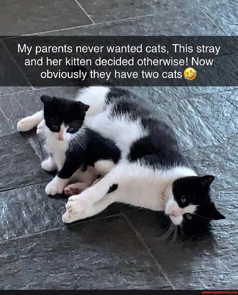 My parents never wanted cats, This stray and her kitten decided otherwise! Now obviously they have two cats
EATERS