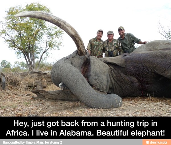 a
Hey, just got back from a hunting trip in
Africa. I live in Alabama. Beautiful elephant! - Hey, just got back from a hunting trip in Africa. I live in Alabama. Beautiful elephant!