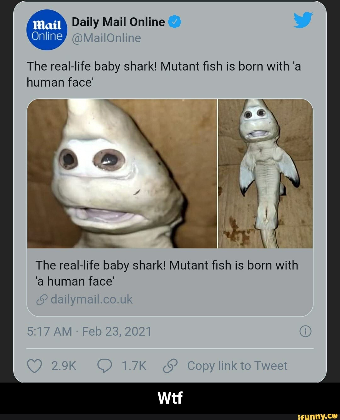 Mail Daily Mail Online Wail Online Mail The Reallife Baby Shark Mutant Fish Is Born With