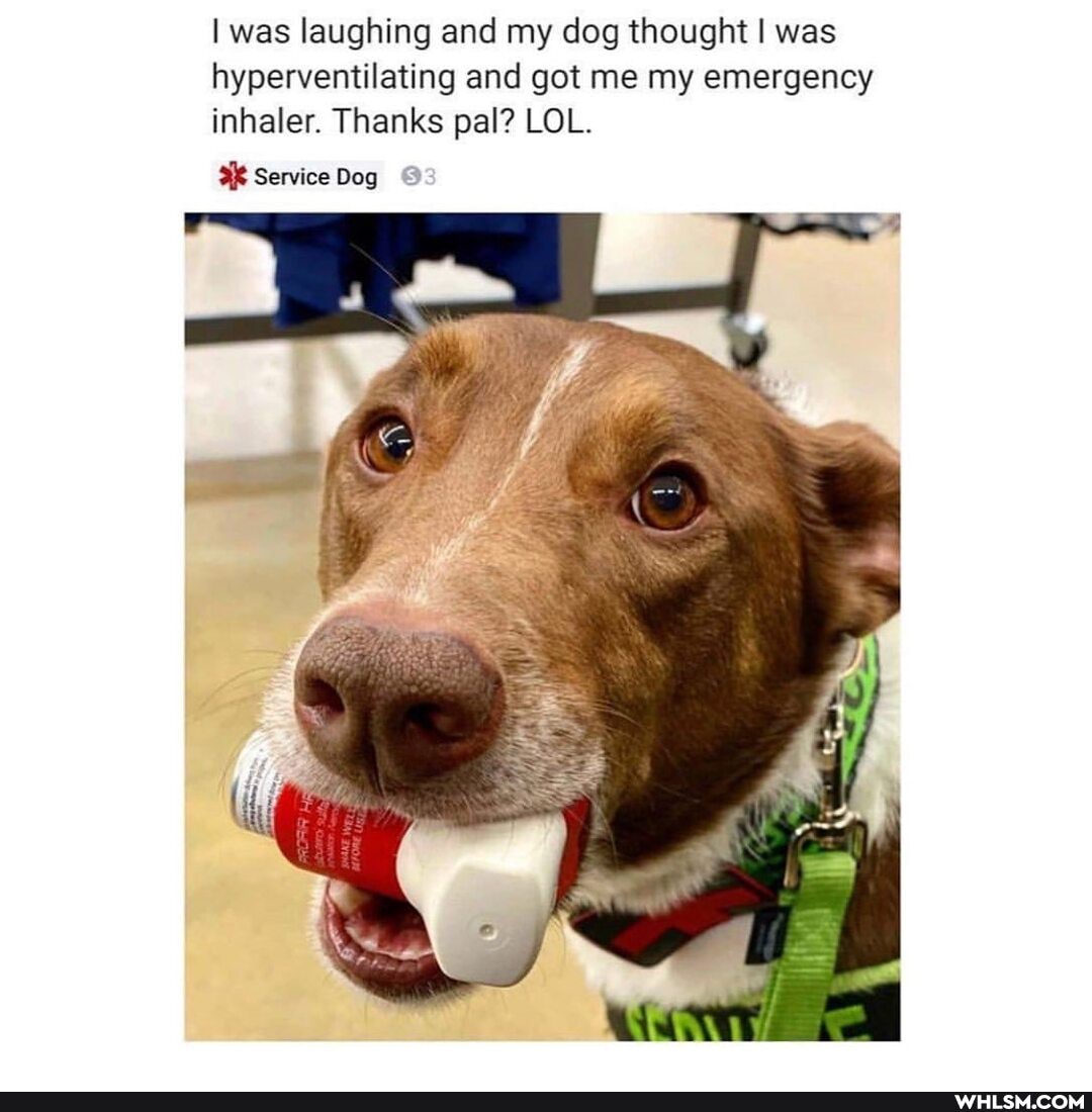 I was laughing and my dog thought I was hyperventilating and got me my emergency inhaler. Thanks pal? LOL.
Service Dog