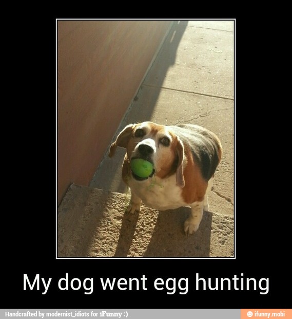 My dog went egg hunting - My dog went egg hunting