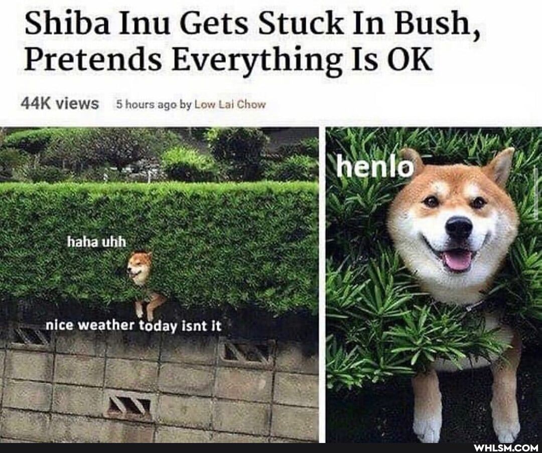 Shiba Inu Gets Stuck In Bush,
Pretends views is Everything Is OK
views shour. ago by
haha uhh
nice weather today isnt it