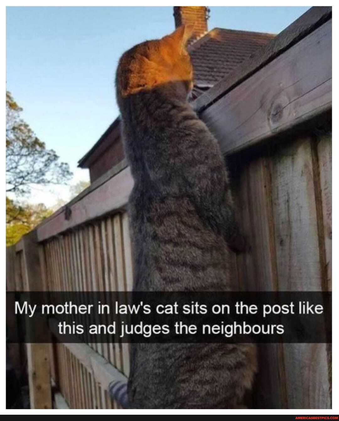 My mother in law's cat sits on the post like this and judges the neighbours
