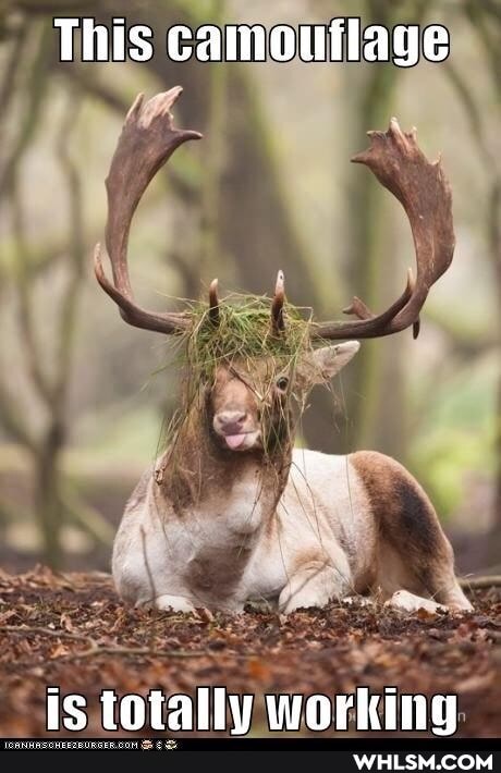 This camouflage
is totally working