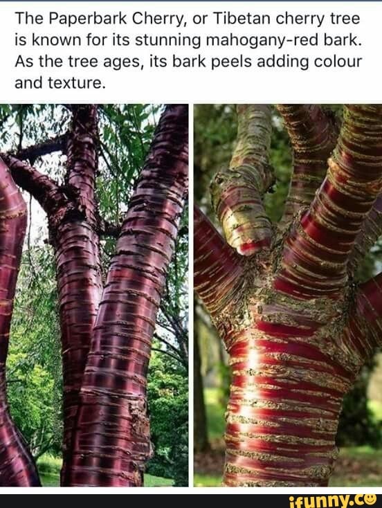 The Paperbark Cherry, or Tibetan cherry tree is known for its stunning