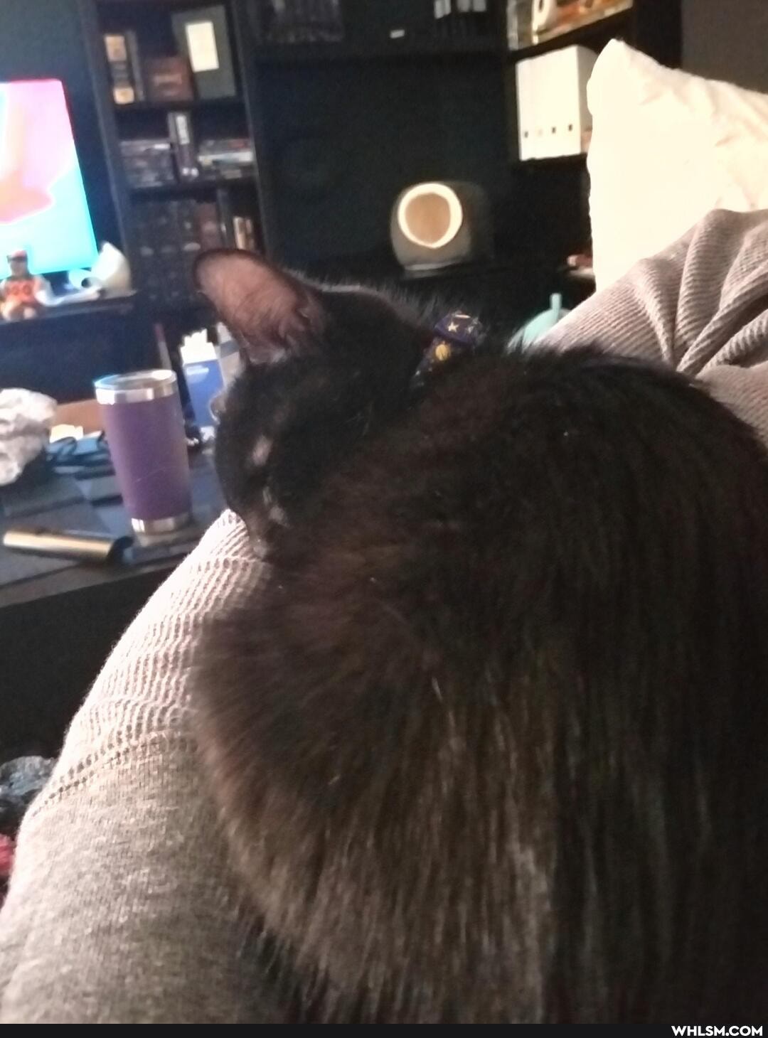 cat, aww, caturday