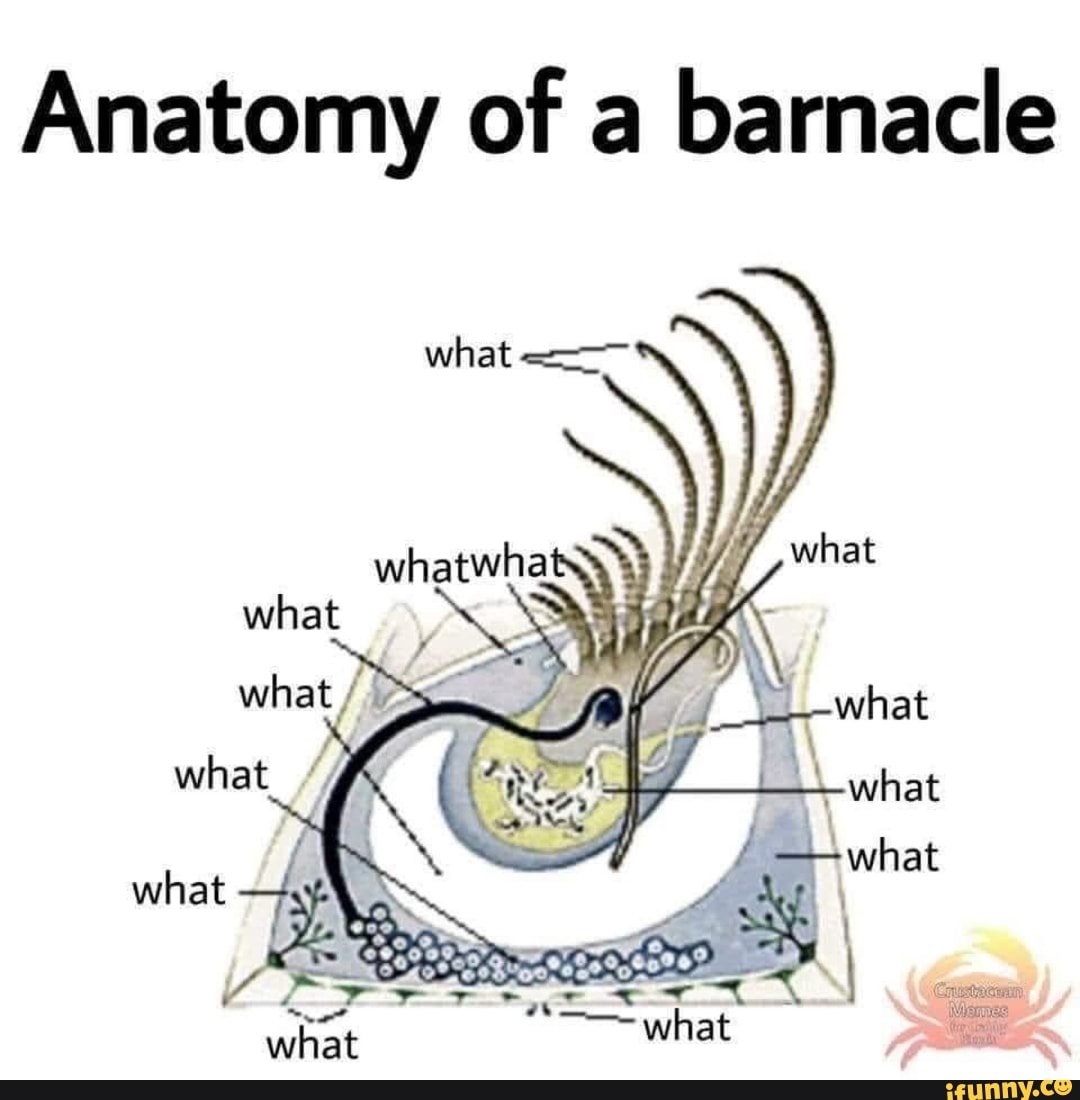 Anatomy of barnacle what what what / \_what what what what + what