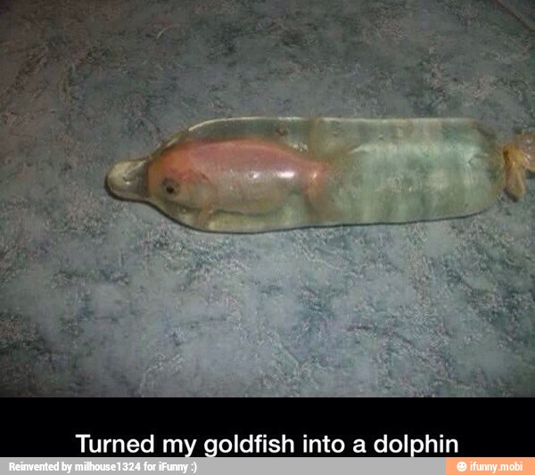 goldfish into a dolphin