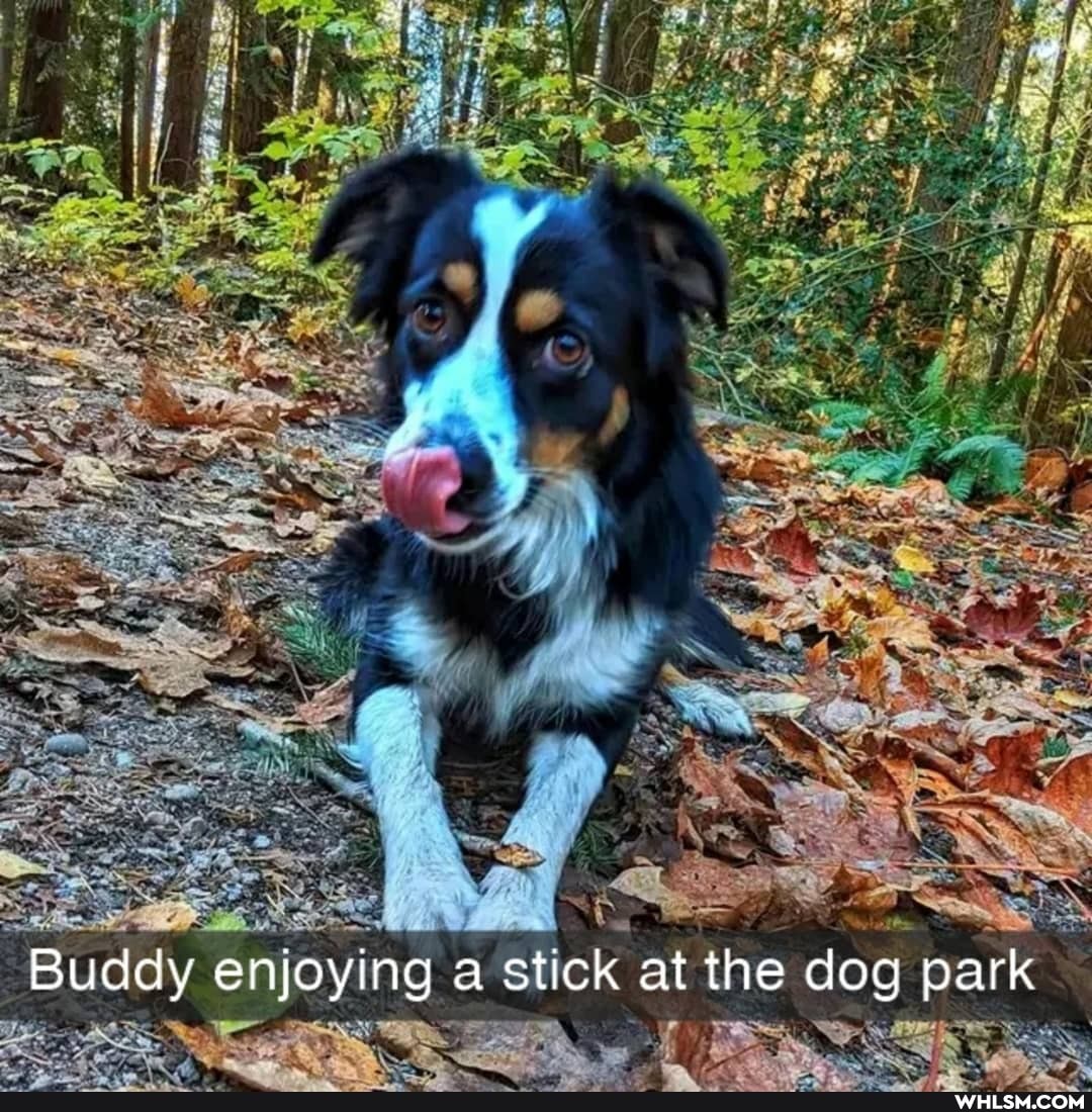 Buddy enjoying tick at the dog park
joyingas
'Buddy en