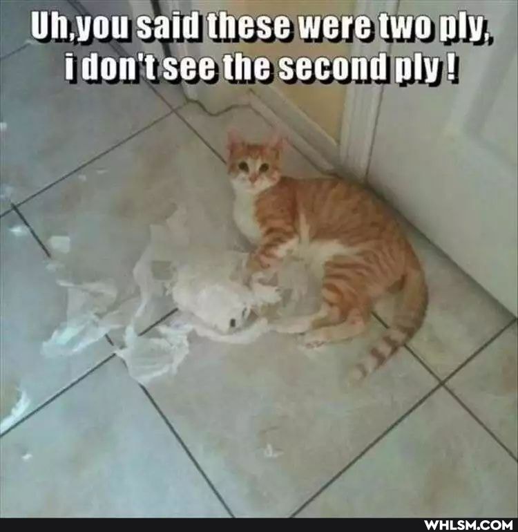 Ui.you said iiese were iwo ily.
idontsee the second nly!
