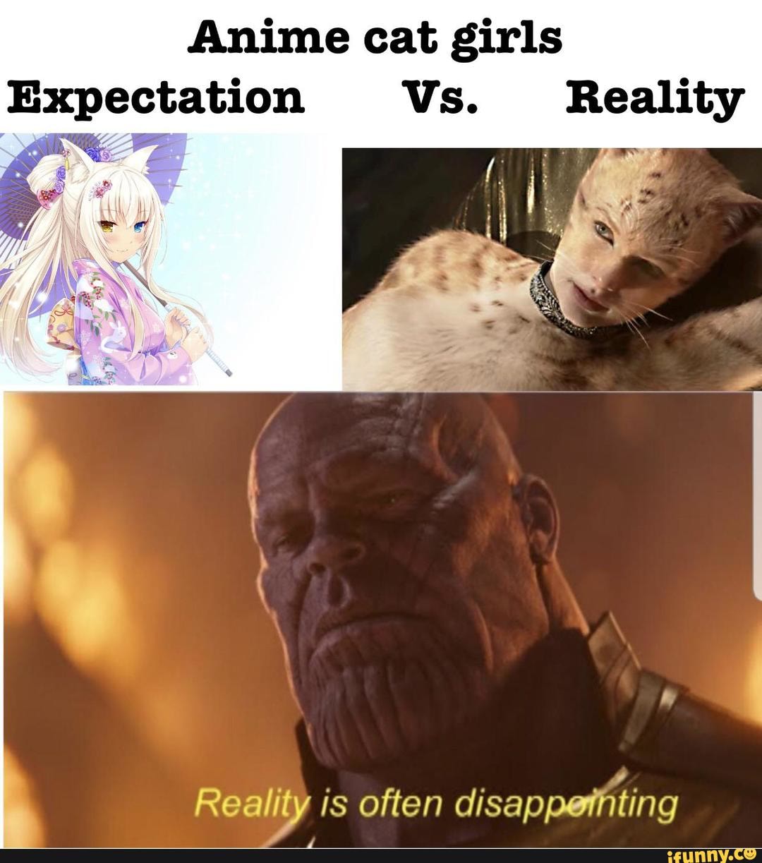 Catgirls: Expectations: - iFunny  Anime memes, Anime funny, Cat girl