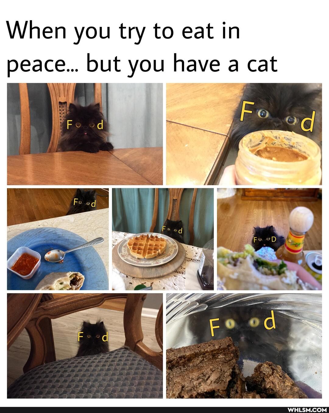 When you try to eat in peace... but you have a cat
PFo od