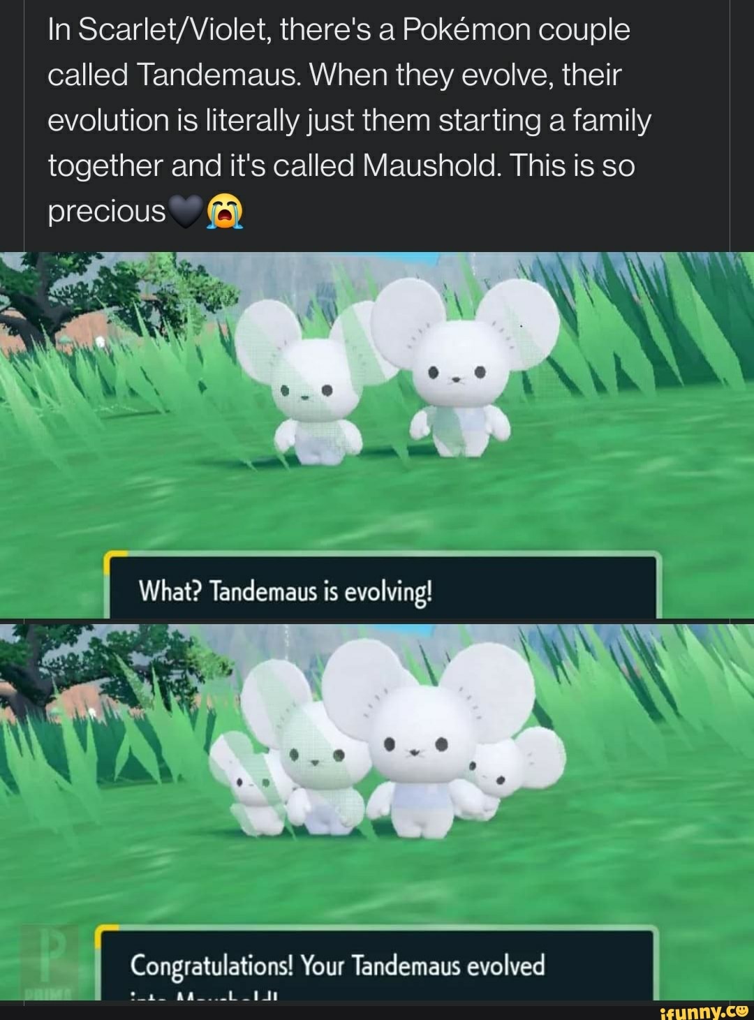 In there's a Pokemon couple called Tandemaus. When they evolve, their ...