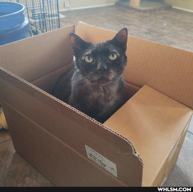 cat, heartbroken, noonerthecat