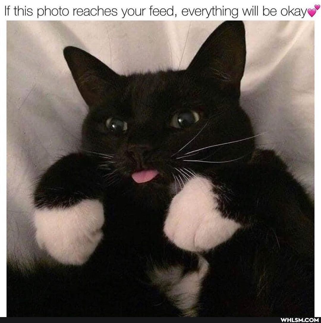 If this photo reaches your feed, everything will be okay