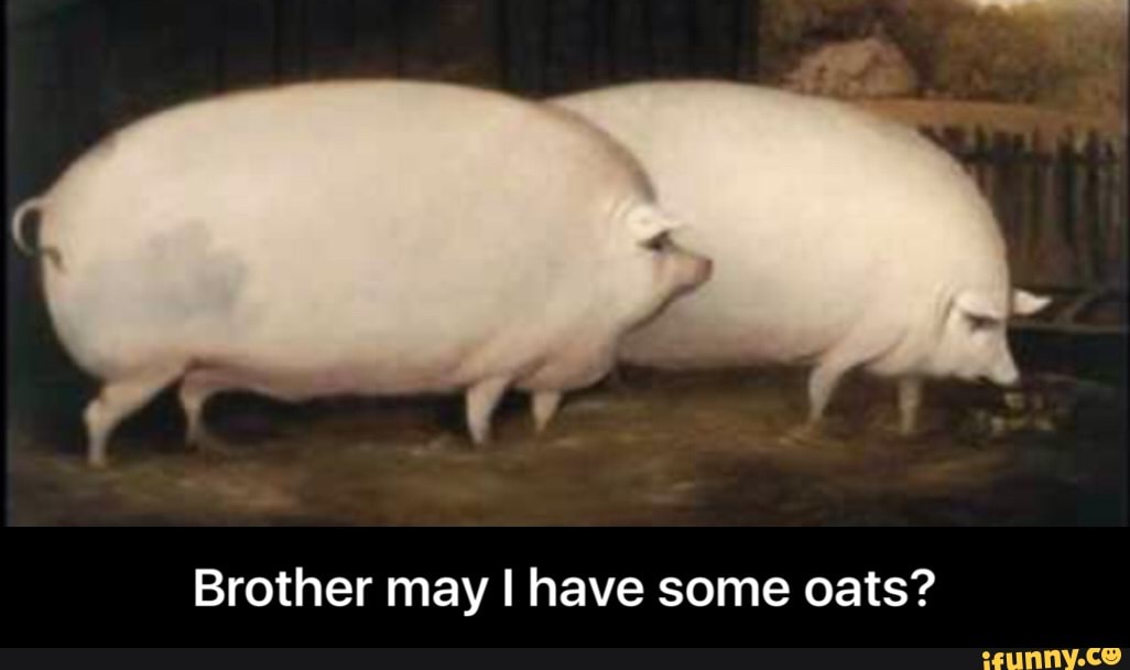 May i have some oats. Морская свинка мем. May brother. Cömrade , may i have some lööps. Компас мем.