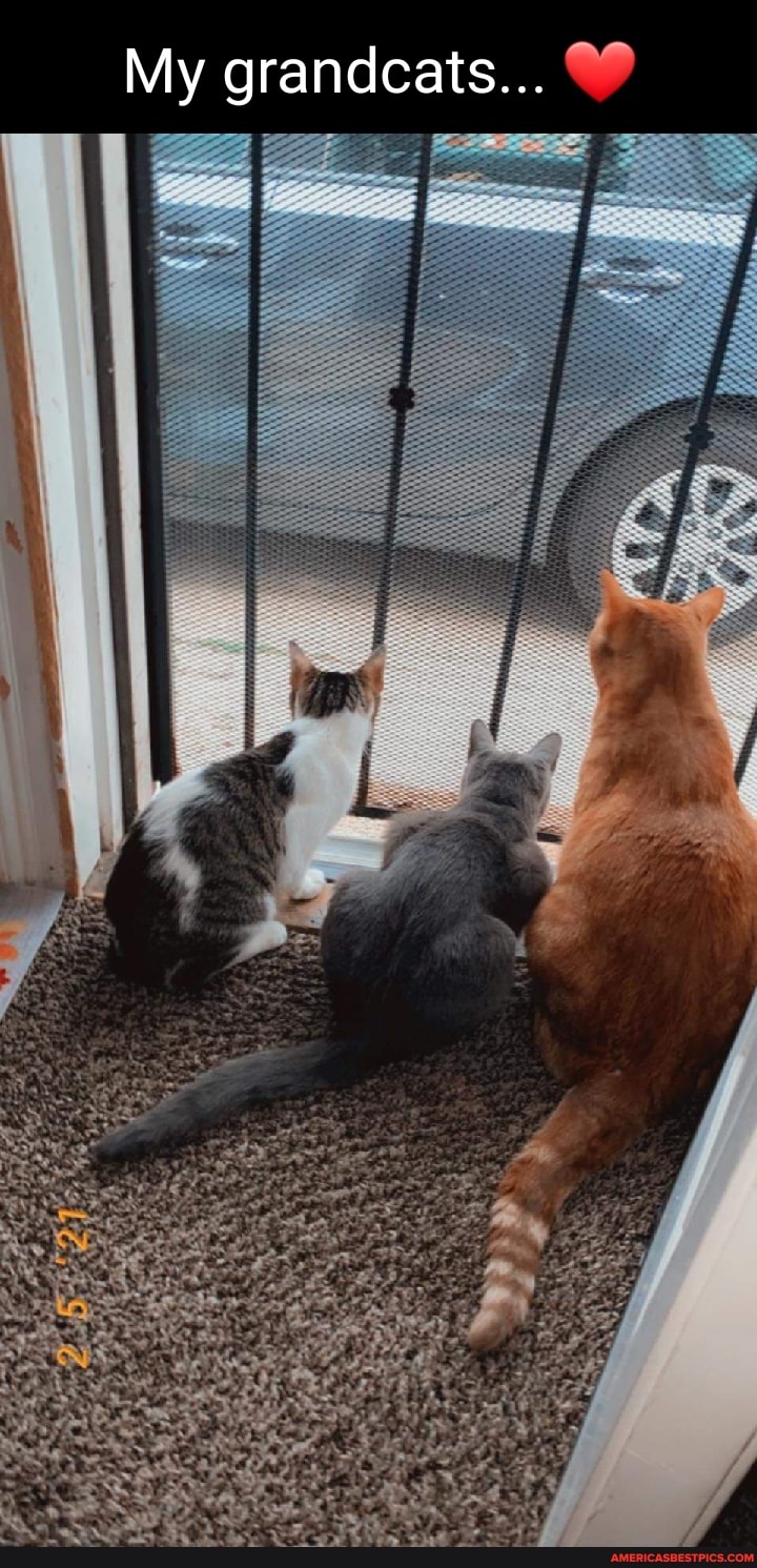 My grandcats