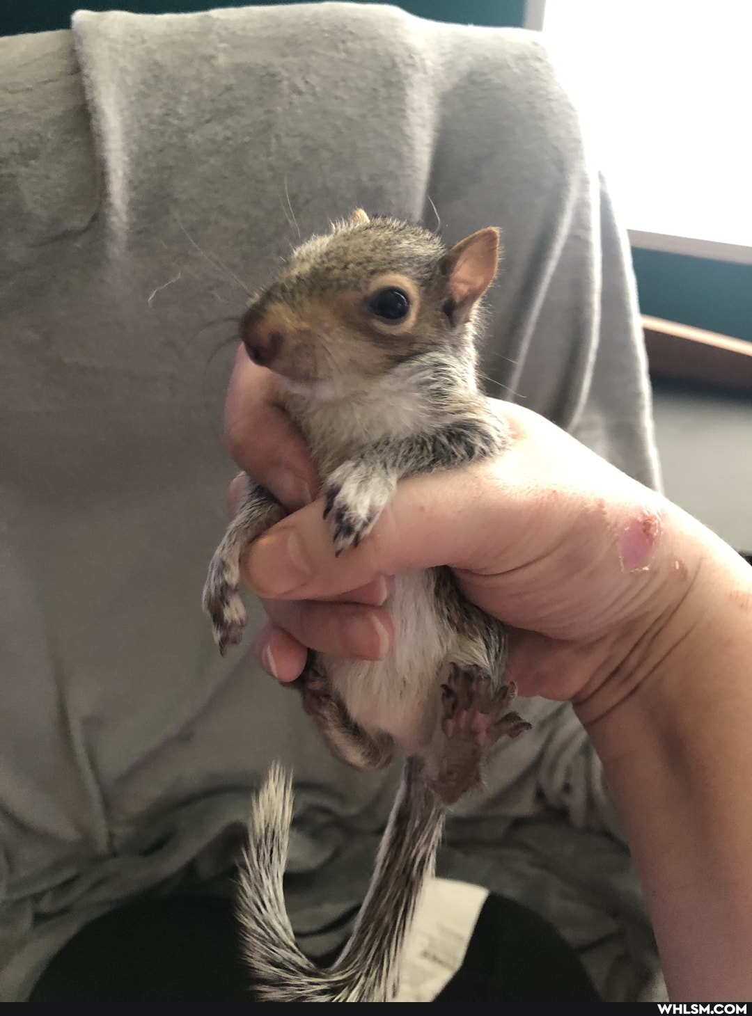 squirrel, baby_animals, animals_sleeping
