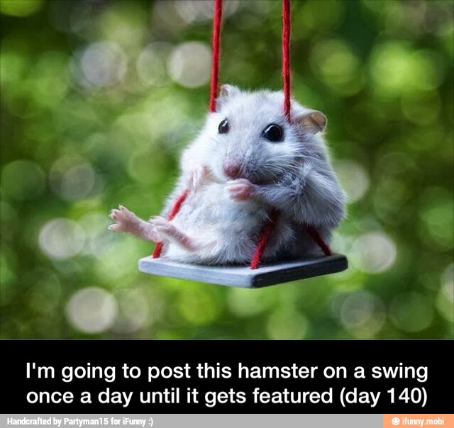 I'm going to post this hamster on a swing
once a day until it gets featured (day 140) - I'm going to post this hamster on a swing once a day until it gets featured (day 140)