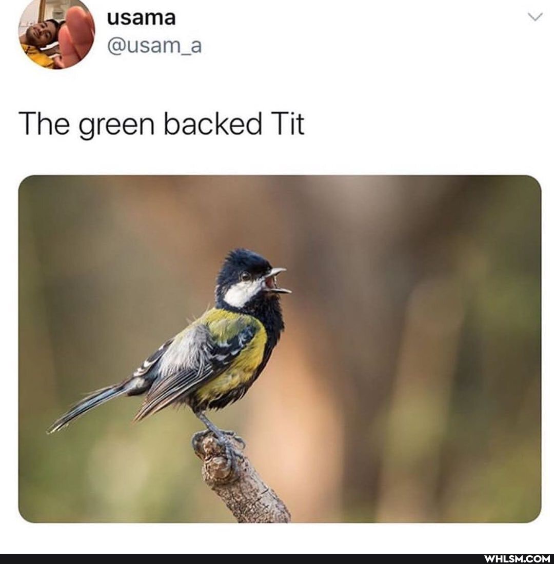 The green backed Tit