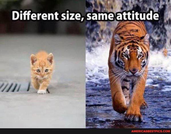 Different size, same attitude