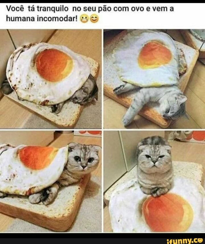Você tá tranquilo no seu pão com ovo vem a humana incomodar!