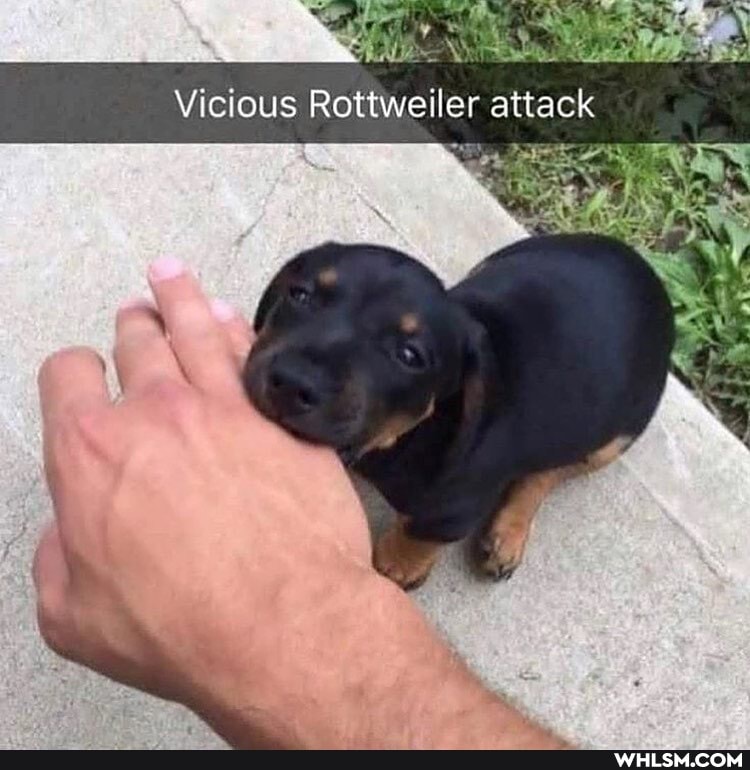 Vicious Rottweiler attack