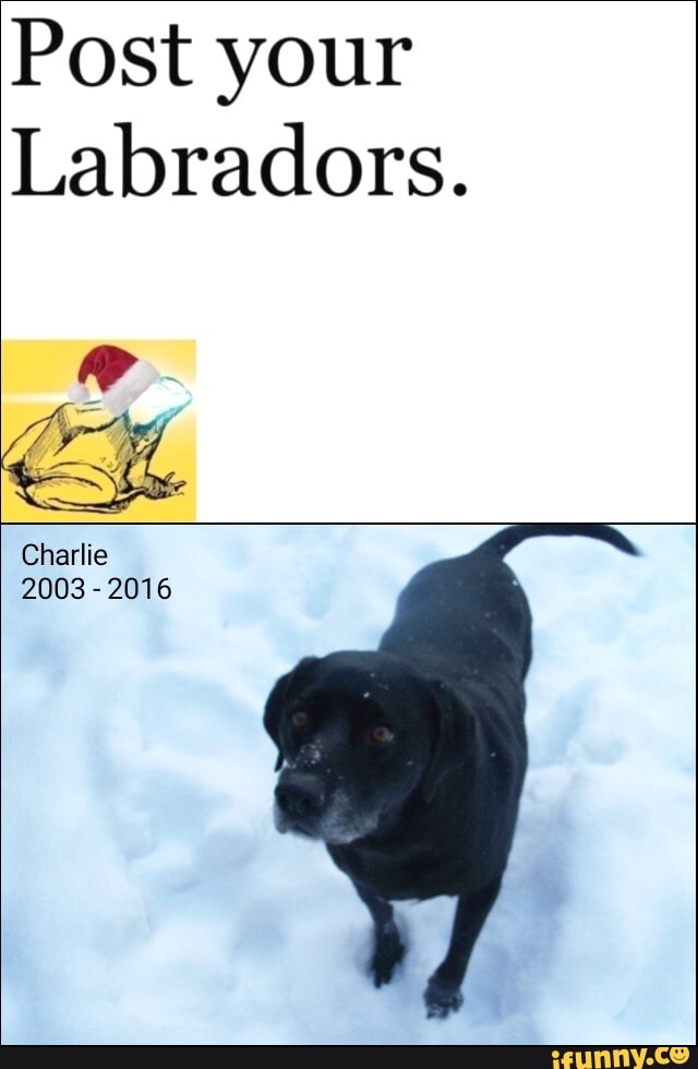 Post your
Labradors.
Charlie
2003 2016