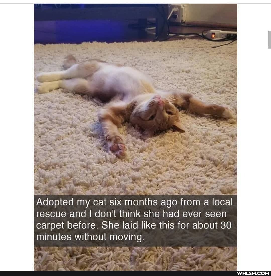 Adopted my cat six months ago from a local rescue and I don't think she had ever seen carpet before. She laid like this for about 30 minutes without moving.