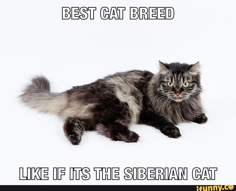 BEST GAr REED
SS
THE SIBERIAN GAr
