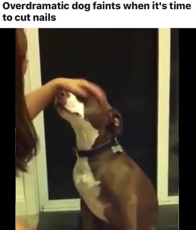 Overdramatic dog faints when it's time to cut nails iFunny )