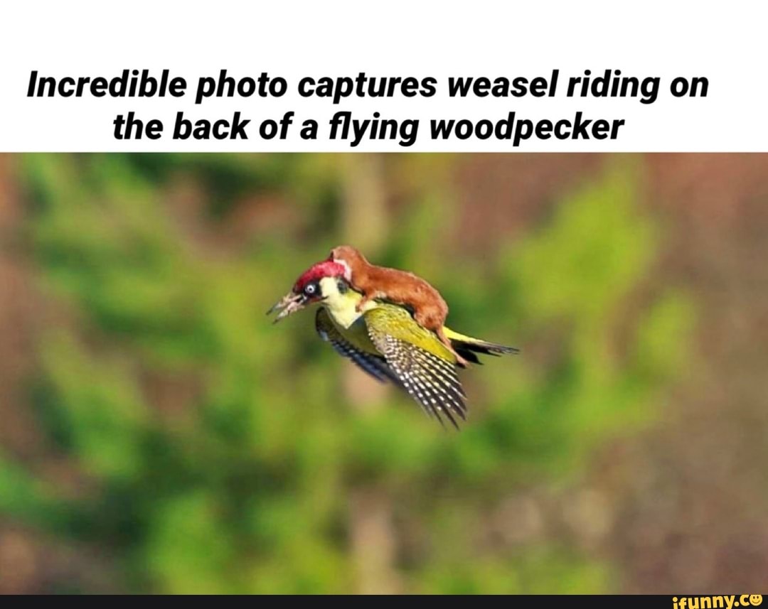 Incredible Photo Captures Weasel Riding On The Back Of A Flying