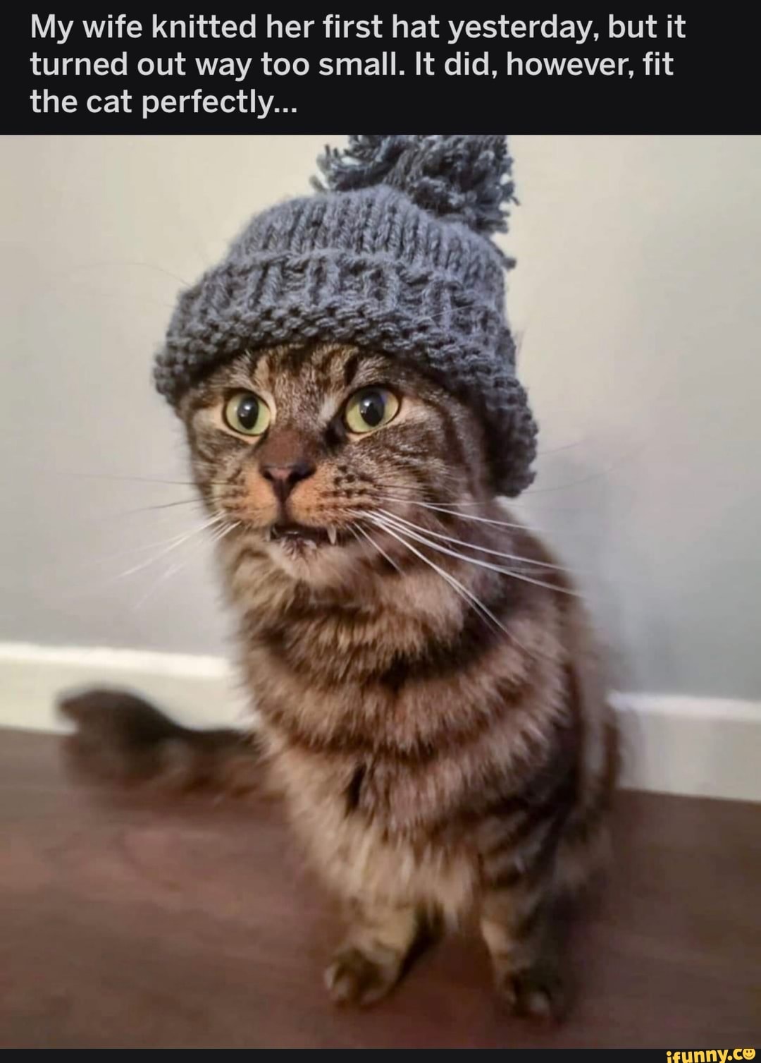 My wife knitted her first hat yesterday, but it turned out way too small. It did, however, fit the cat perfectly...